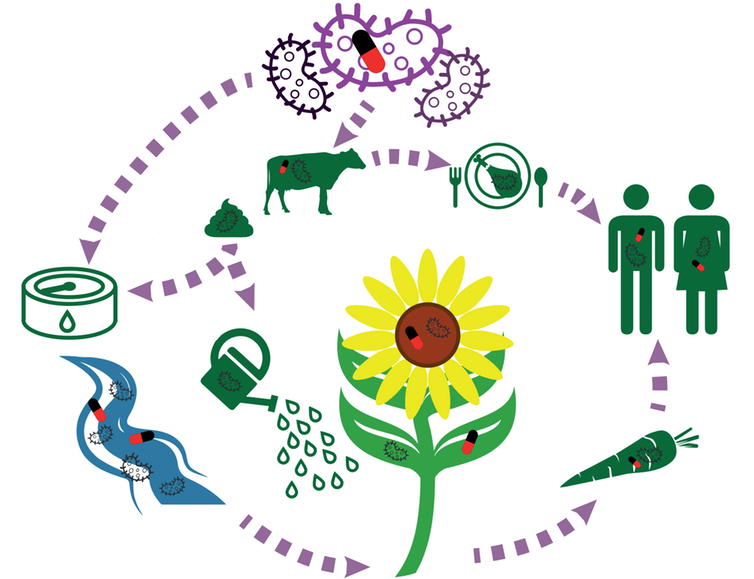 ¿Cuál es el papel de la agricultura en la futura aparición de super-bacterias?