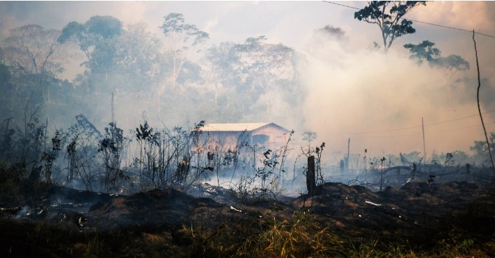 La tasa de deforestación de la Amazonía se ha incrementado un 30% en el último año