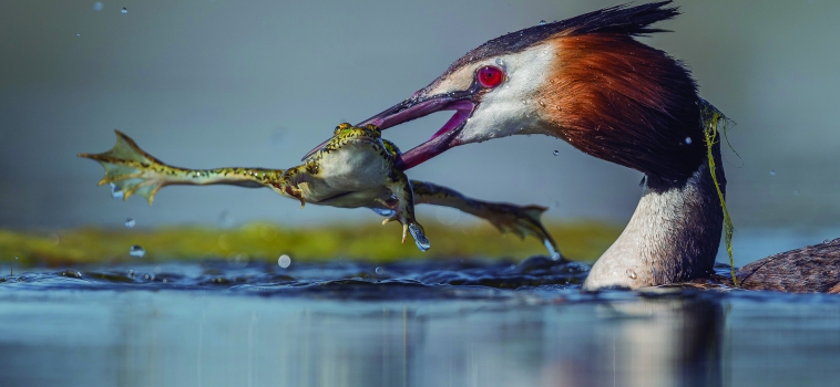 Las aves acuáticas, ‘vencedoras’ del concurso FotoAves 2019